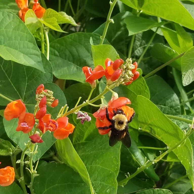Bumblebee on scarlet runner bean flower.