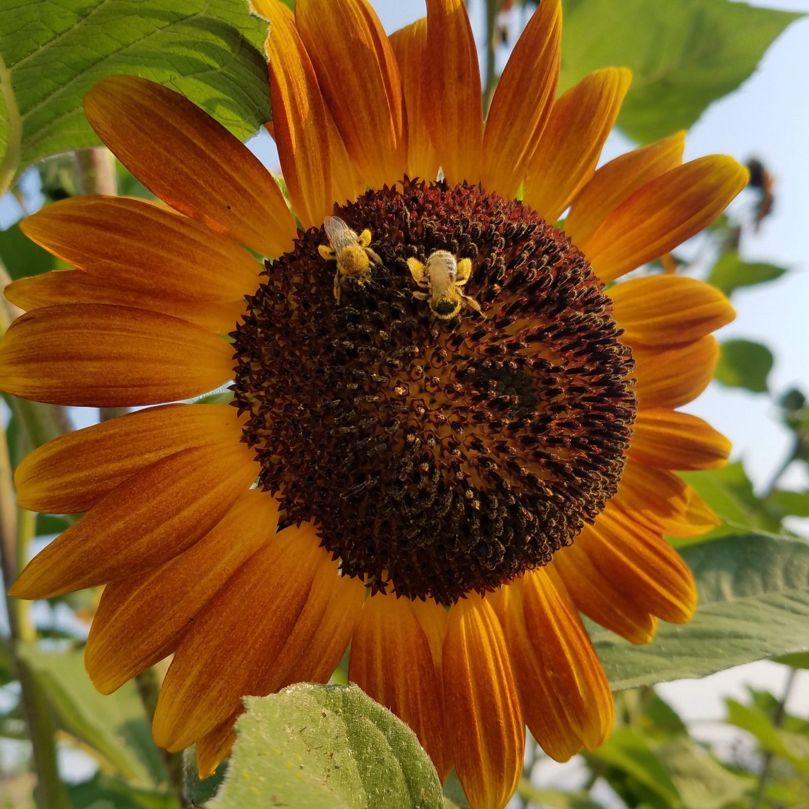 Sunflower with bees.