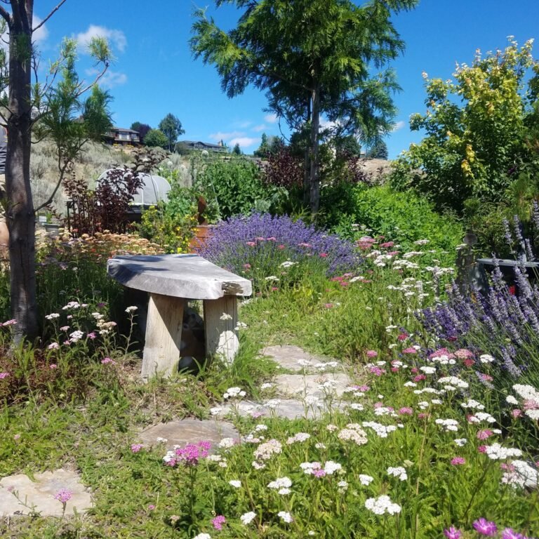 Wildflower garden.