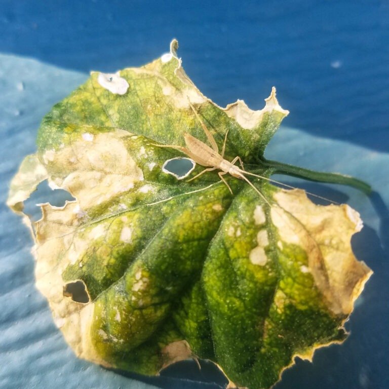 Insect on a leaf.