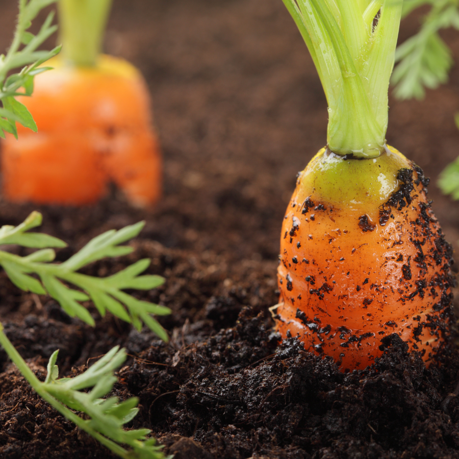 Carrots in healthy soil.