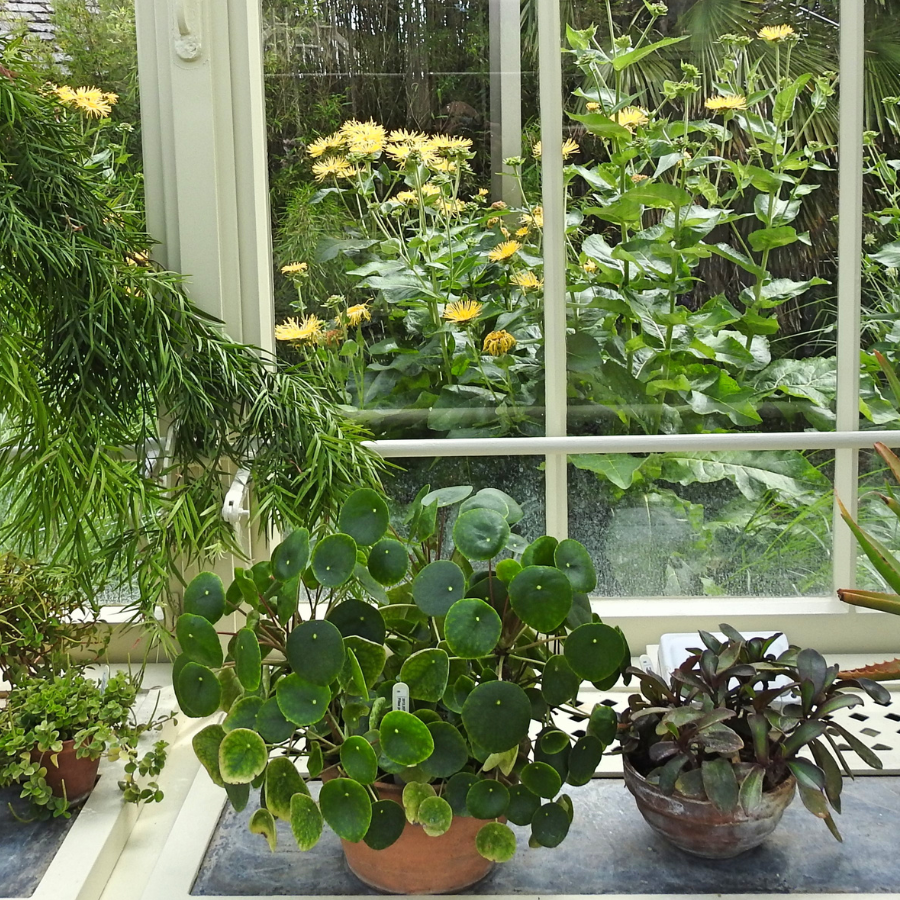 Houseplants in a window.
