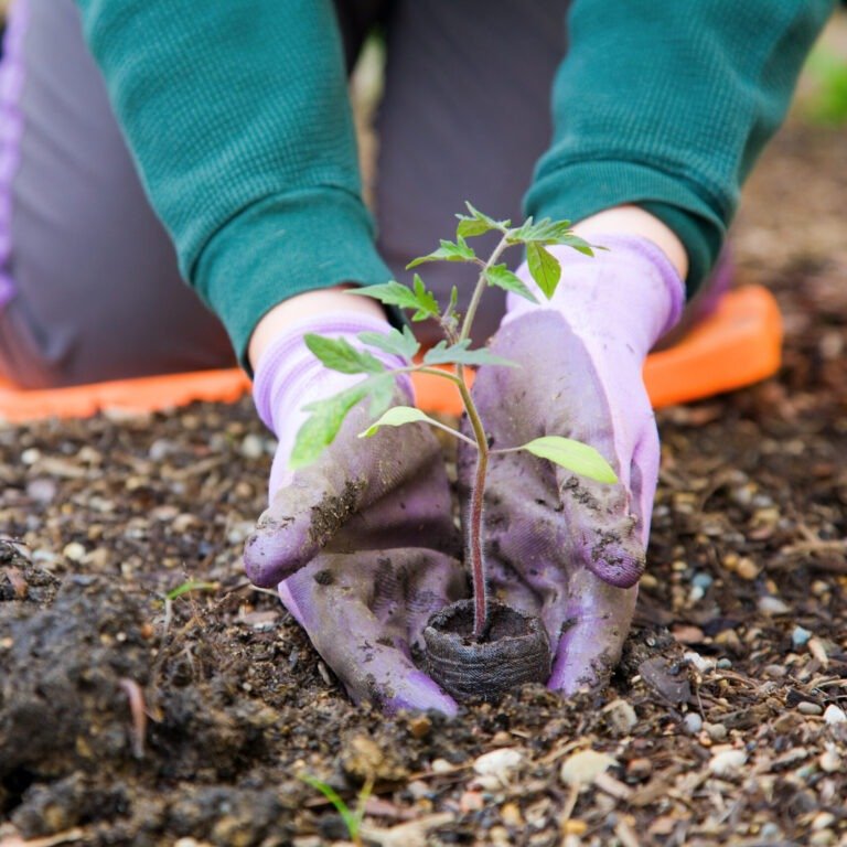 Gardener planting tomato.
