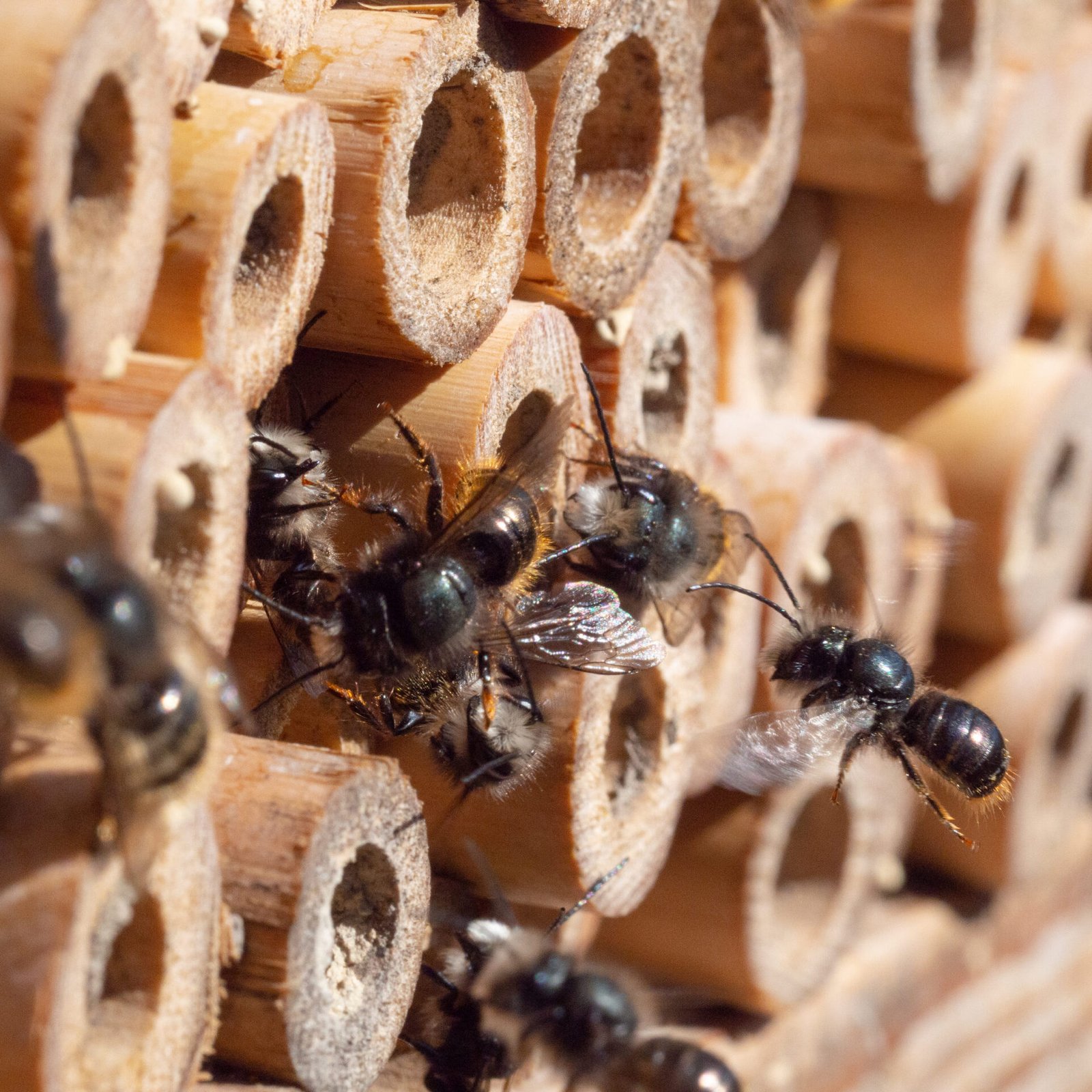 Busy mason bees.
