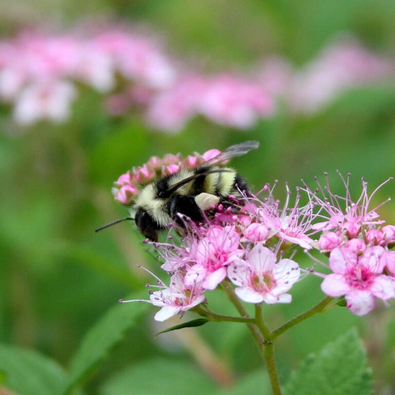 Bumblebee on pink flowers.