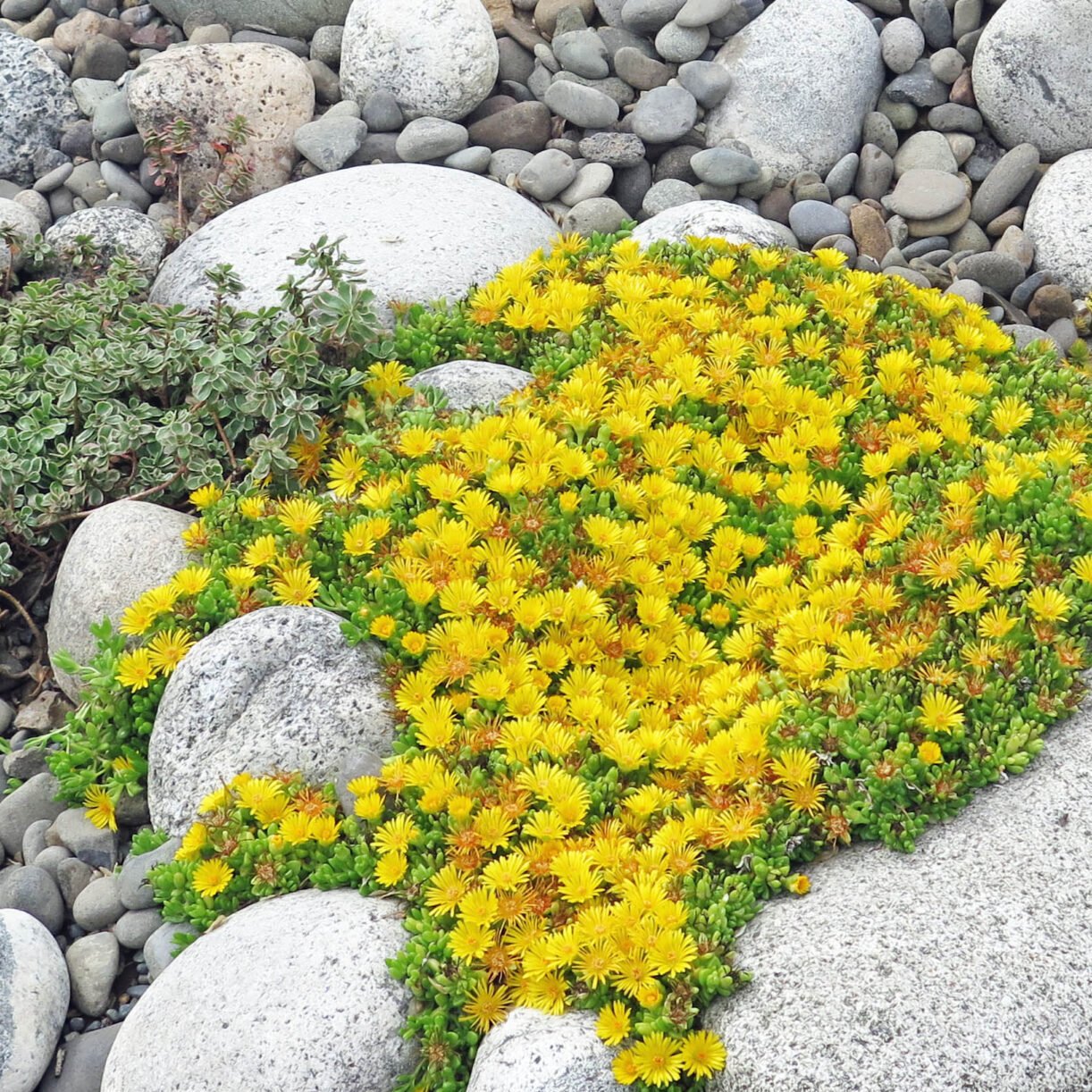Yellow flowers in rock garden.