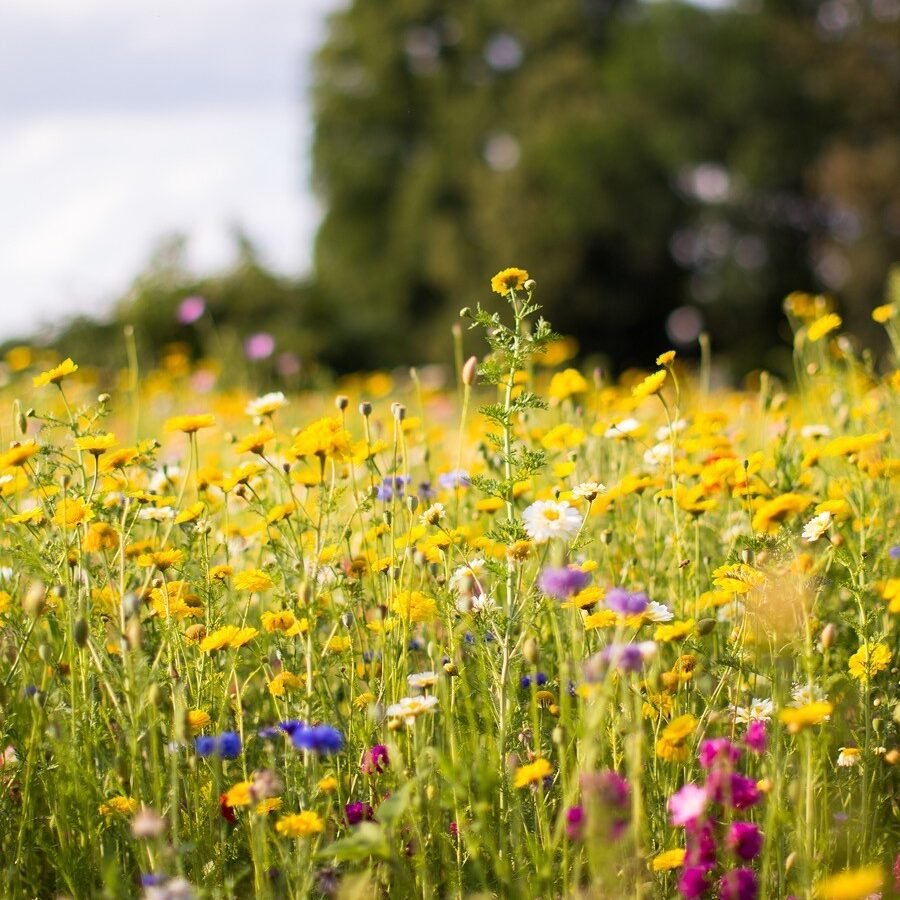 Wildflowers on the prarie.